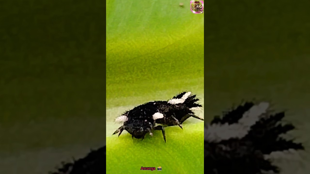 beautiful insect species #natureanimal #insect