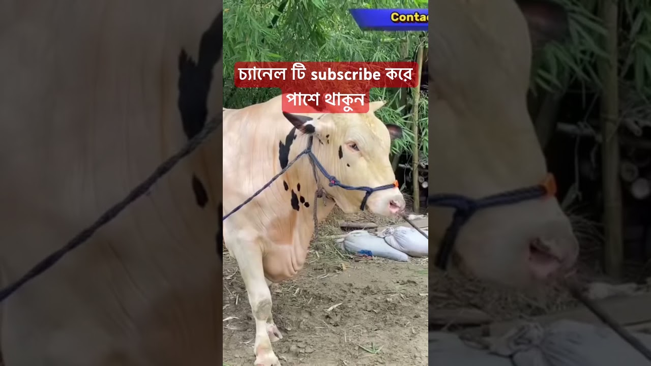 কুরবানির গরু 