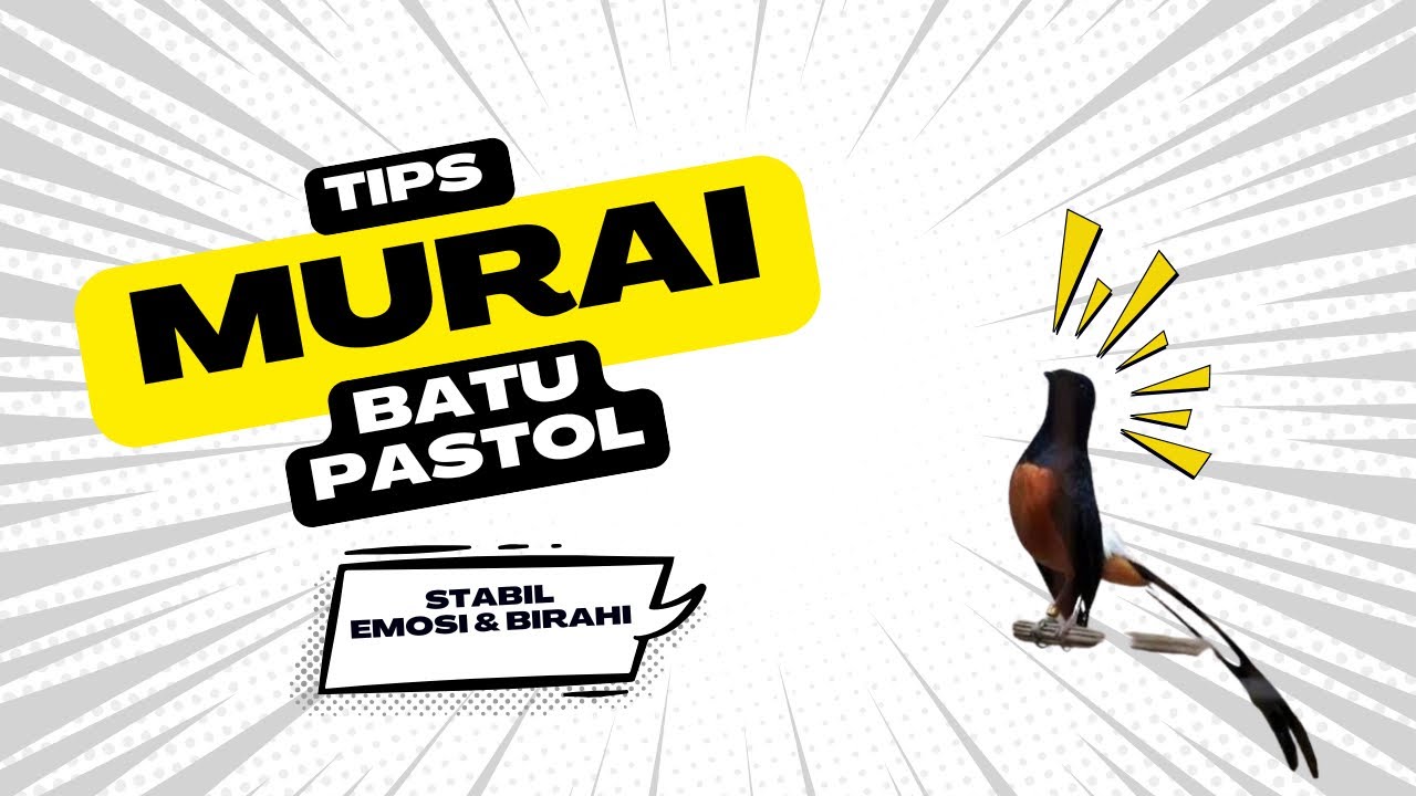 Murai Batu Pastol Agar Cepat Jebol Birahi dan Stabil Dengan Emosi ‼️