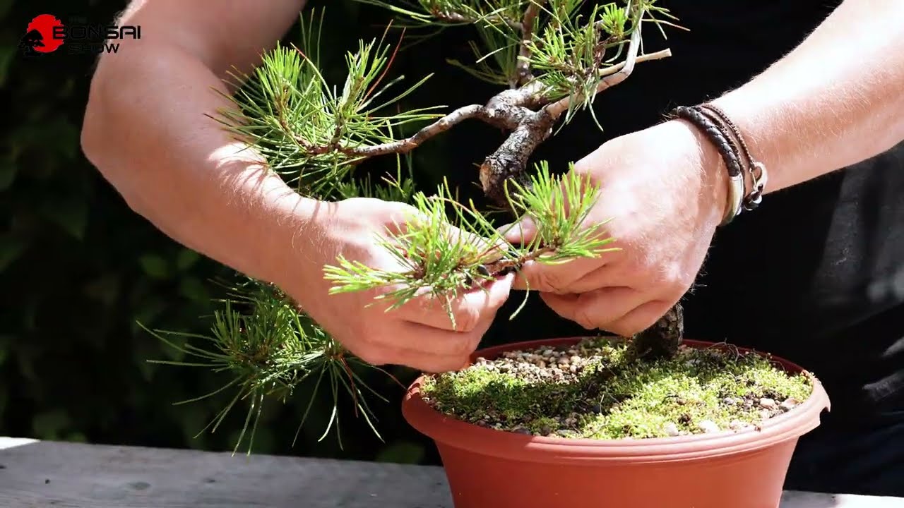 KNOWvember Bonsai Series #10 - How to choose which size of wire for wiring