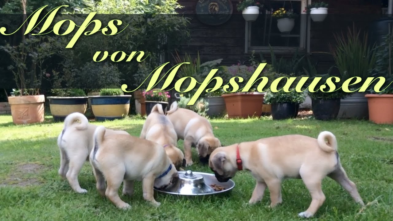 Mops von Mopshausen - Mopszucht