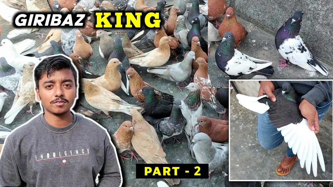 Giribaz KING- Sourav Ghosh Loft Visit Part -2 | Lalsira/Kalpetiya/Sakdum /Dobaz Sakdum Pigeons Loft