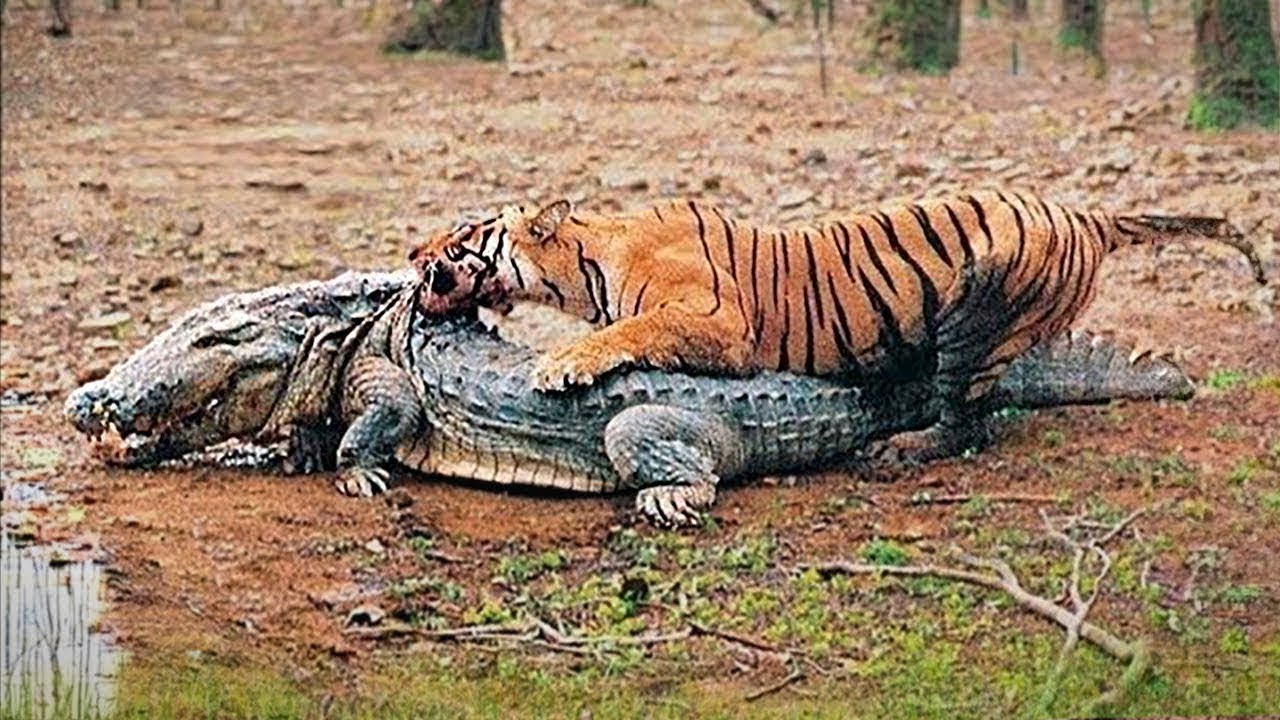 Die Gnadenlosesten Tierk&auml;mpfe, Die Jemals Gefilmt Wurden