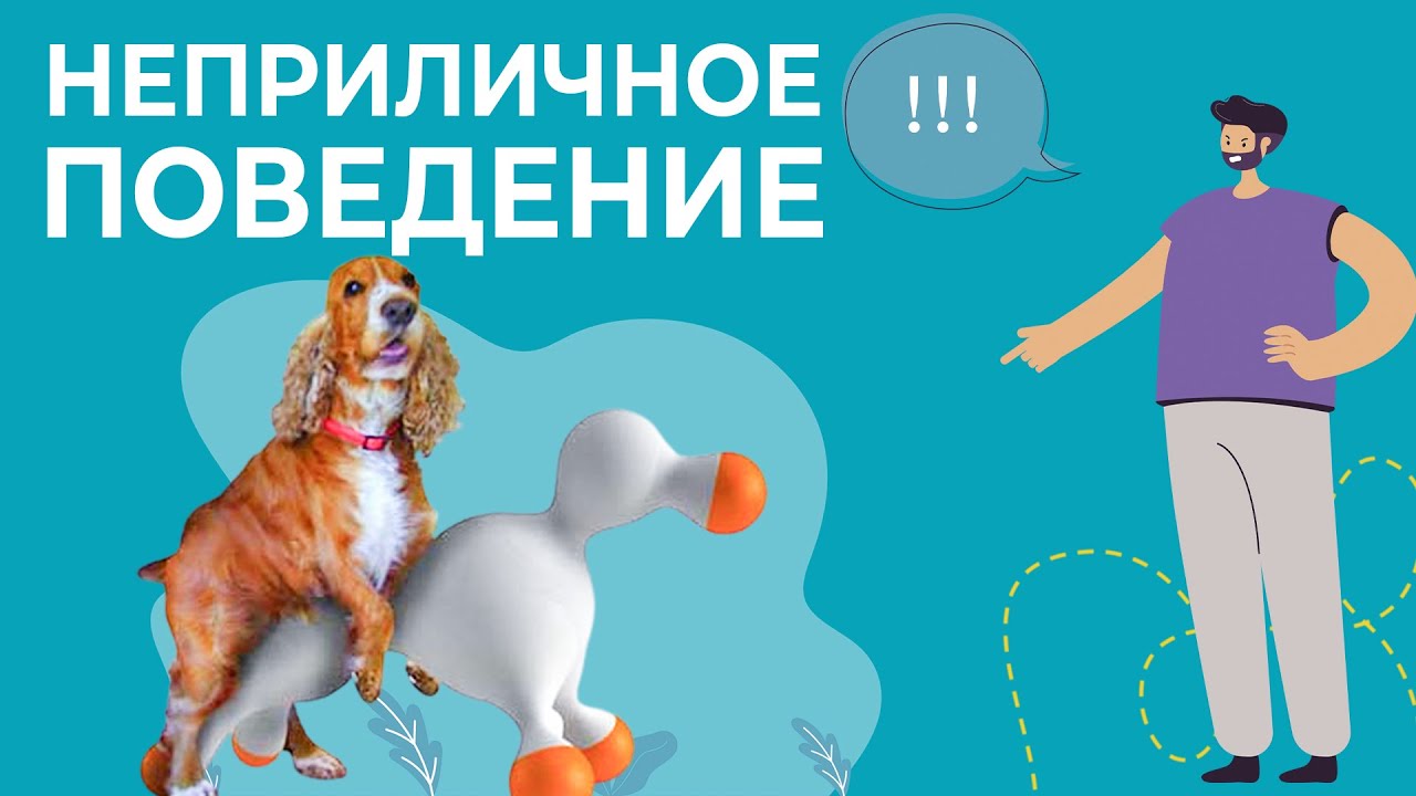 Моя собака ДЕЛАЕТ ЭТО! Что делать если собака пристает к ноге? Как реагировать? Что такое садки?