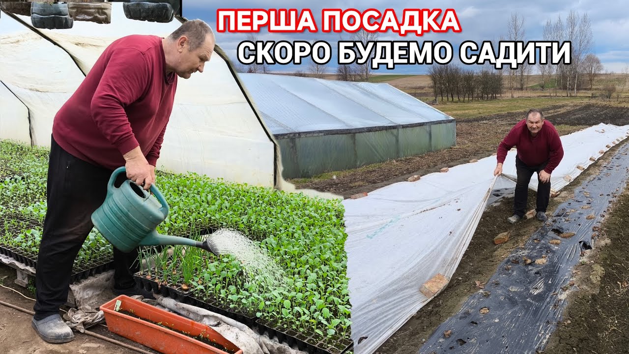 Посадка ранньої капусти під агроволокно. Розсада росте...