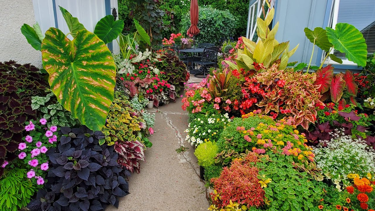Mid-September Garden Tour Part 2, Container Garden, Minnesota Zona 5a