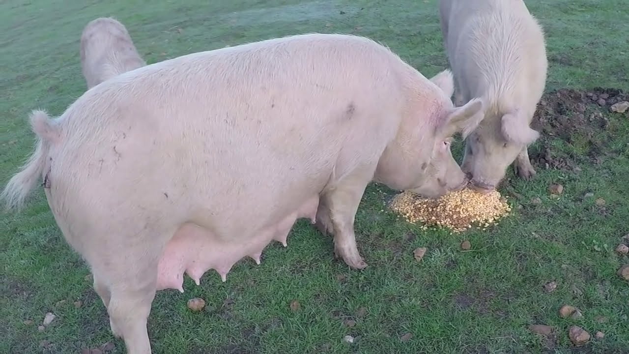 Free Range Pig Farming ✔️