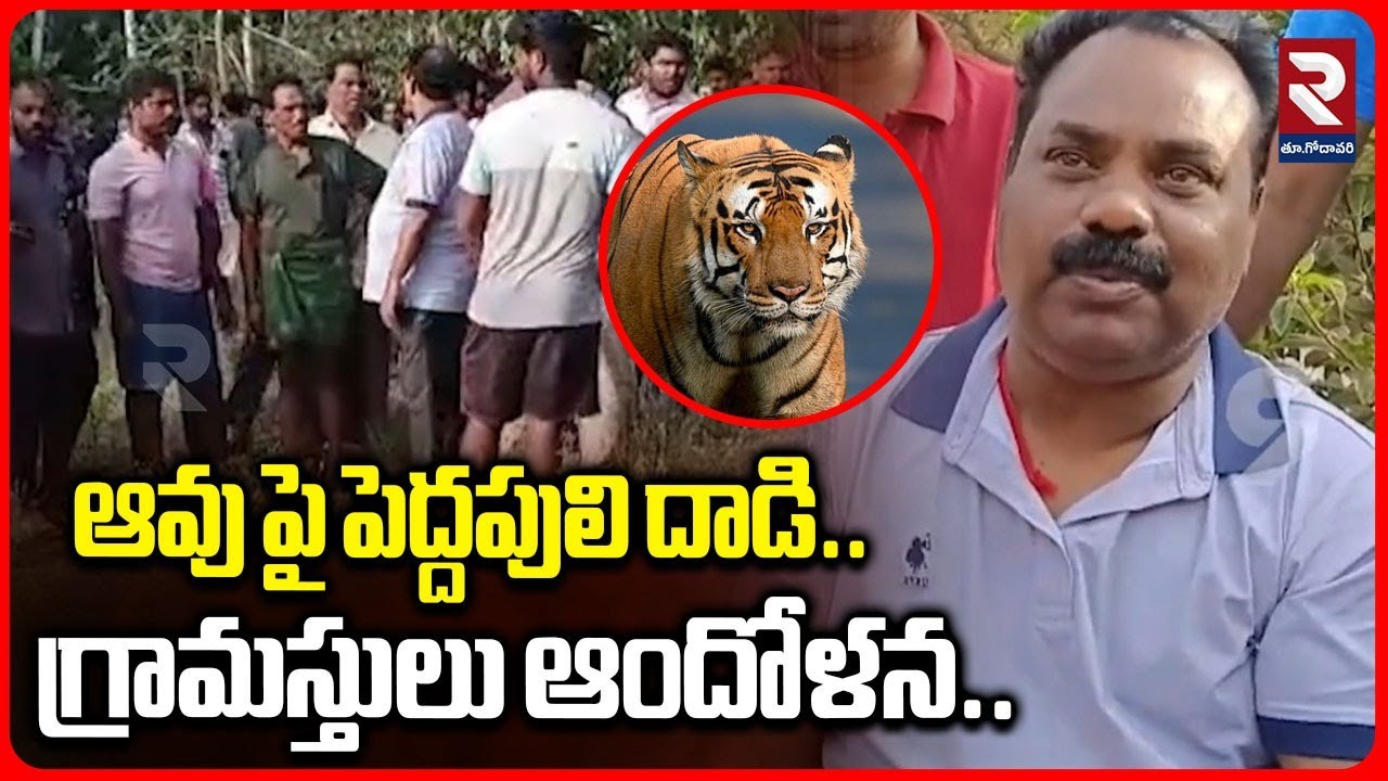 ఆవు పై పెద్దపులి దా*డి.. గ్రామస్తులు ఆందోళన.. | Latest Tiger Update | Tiger | 