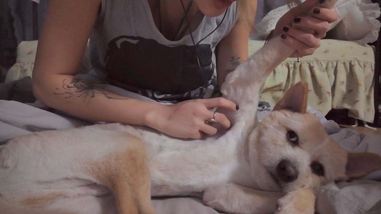 [ASMR] 강아지 간지럽히기 dog 🐾🐶 (tickle, scratching, 핸드무브먼트, handmovement, bug searching, soft singing)
