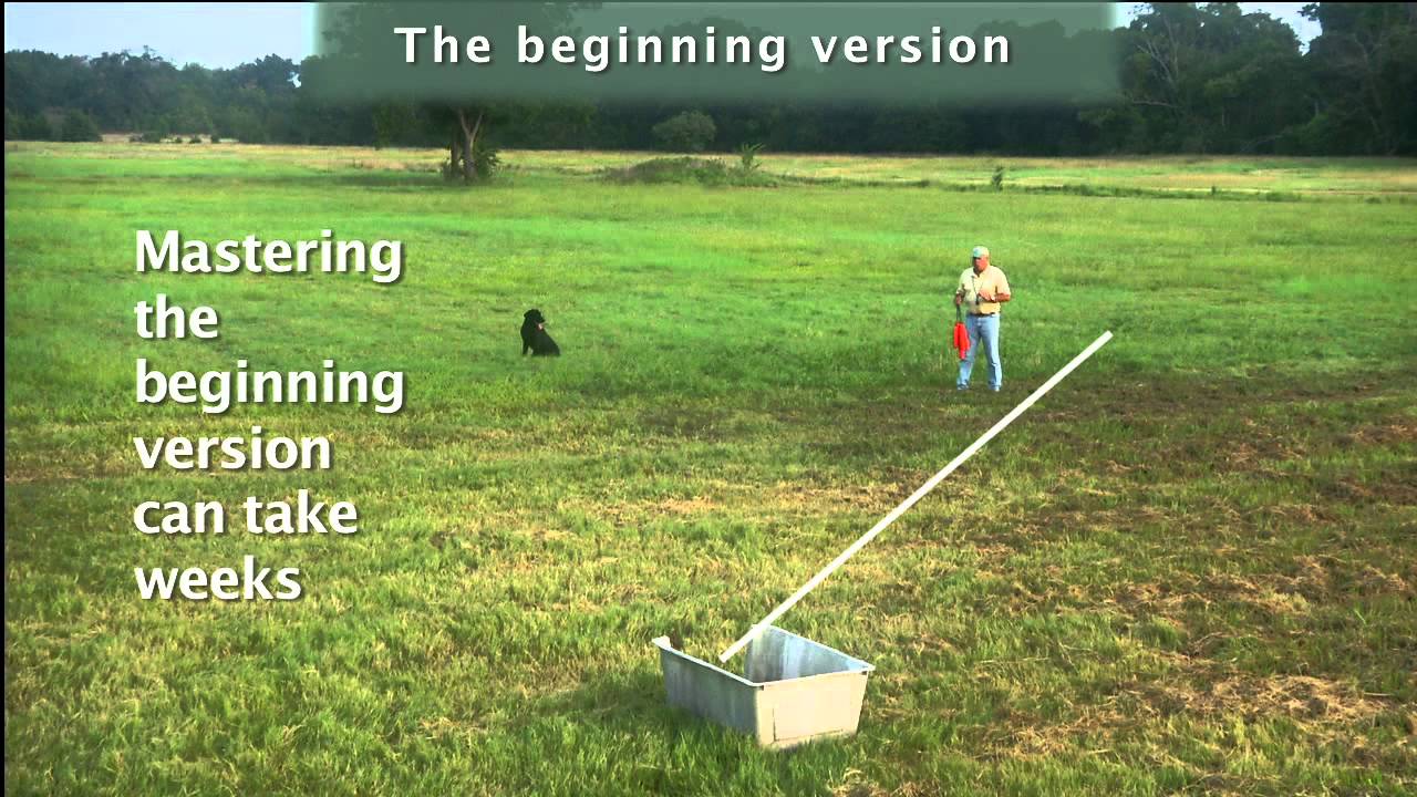 Marking for Retrievers - YDrill with Bill Hillmann (1) of 5