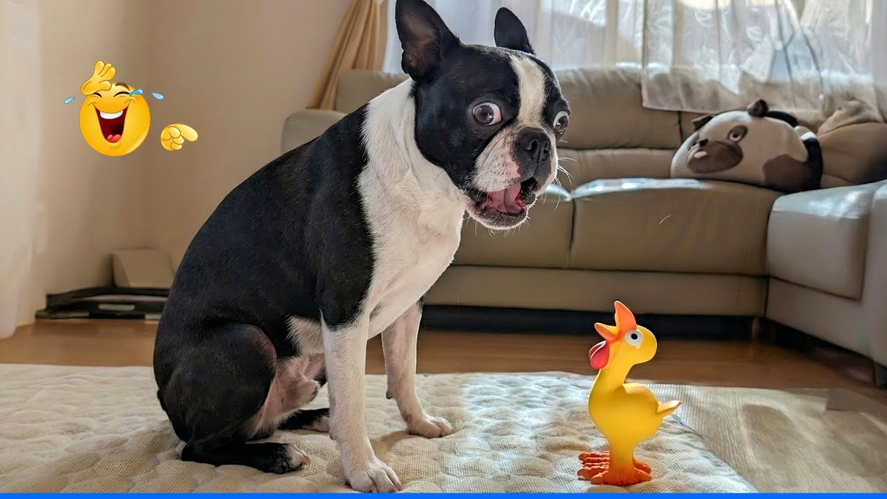 Smarty Funny Animal Video Clips 😹🐶 The Funniest cat & dog Moments Compilation 🐾