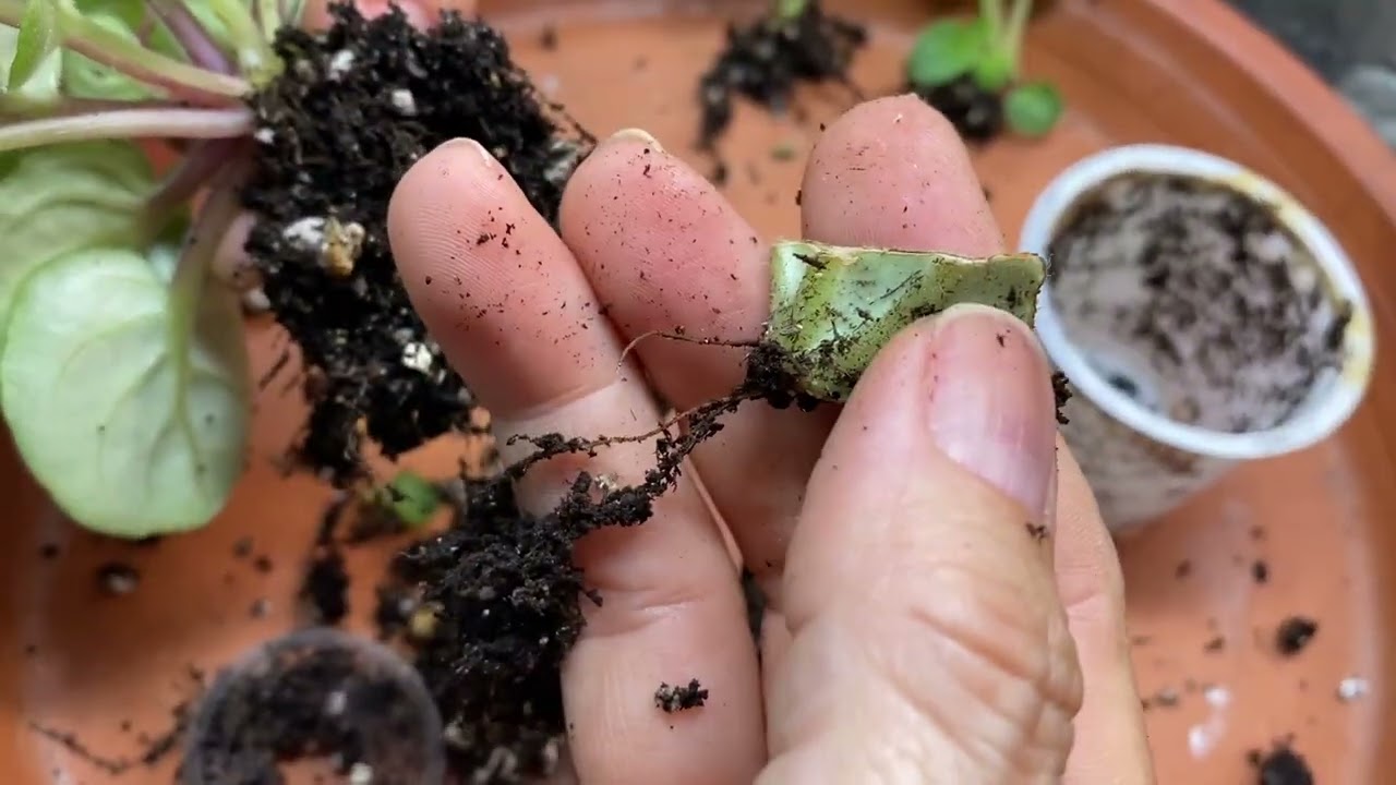 VIOLETAS AFRICANAS PLANTAS FÁCILES DE PROPAGAR!