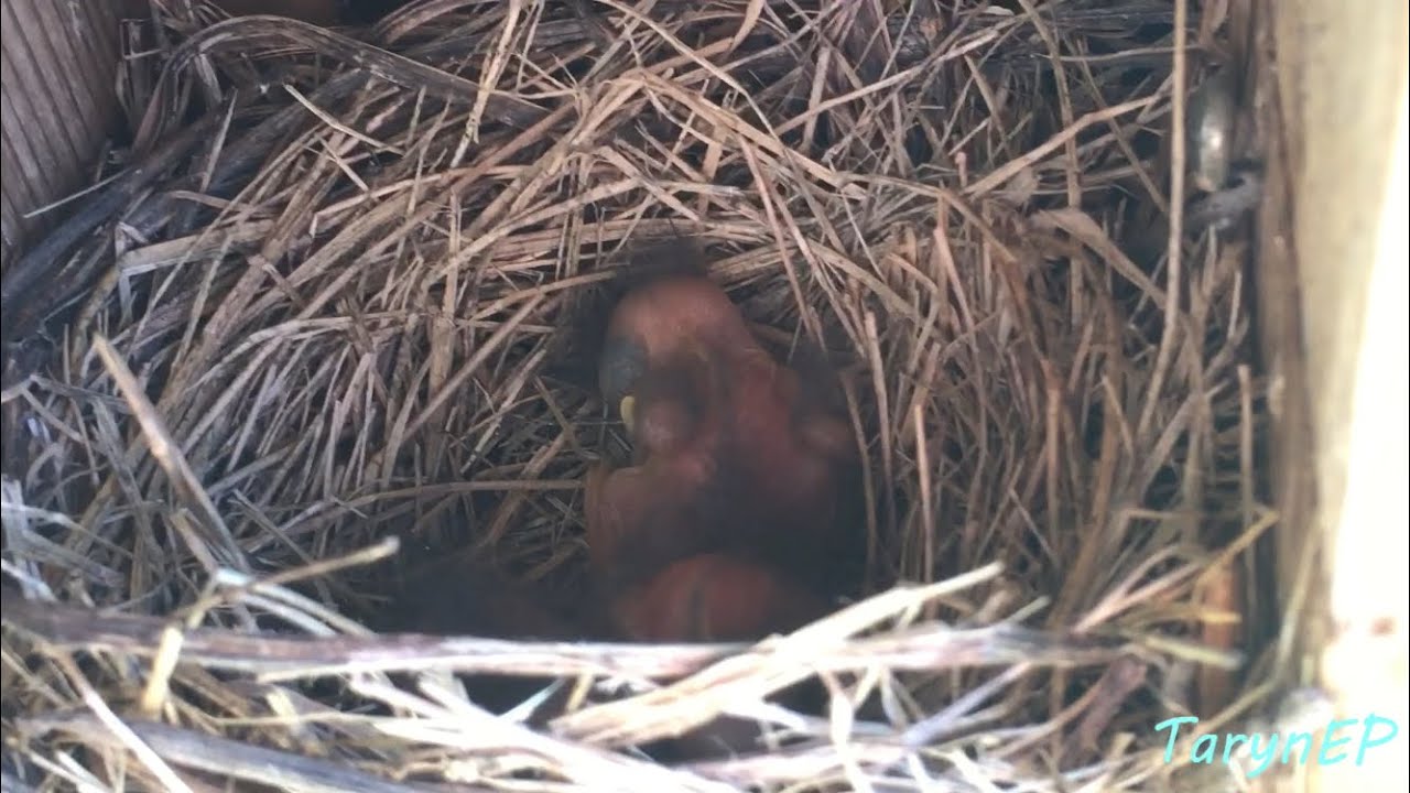 Bluebird Update #2: Babies Have Hatched!
