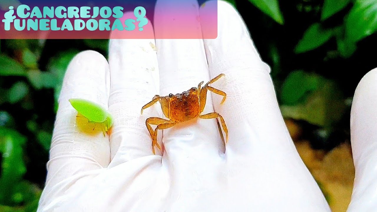 ¡LOS CANGREJOS HAN EXCAVADO CUEVAS!
