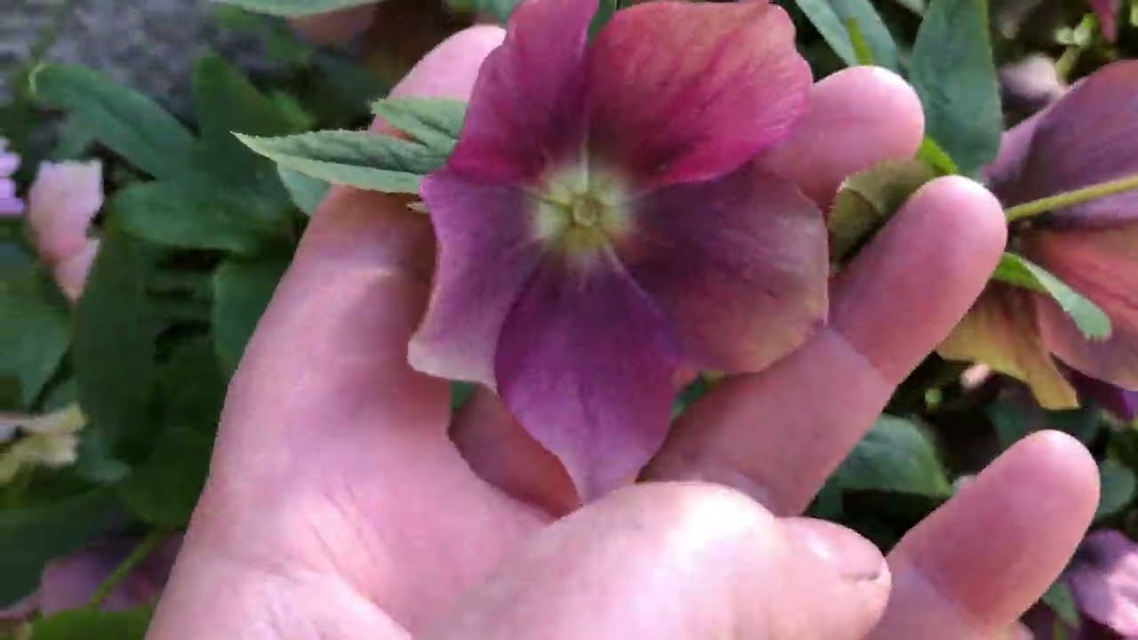 Hellebore seedlings, where to find them & when to sow hellebore seeds