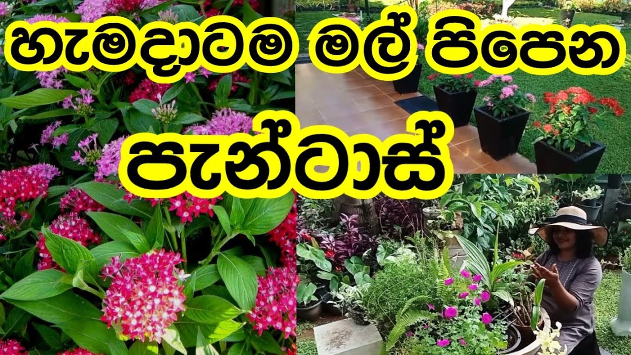 How to make pantas 😊🪷🏵️🌺 #pantas #bloomingflowers #flowers #plants #tips #howto #gardening #garden
