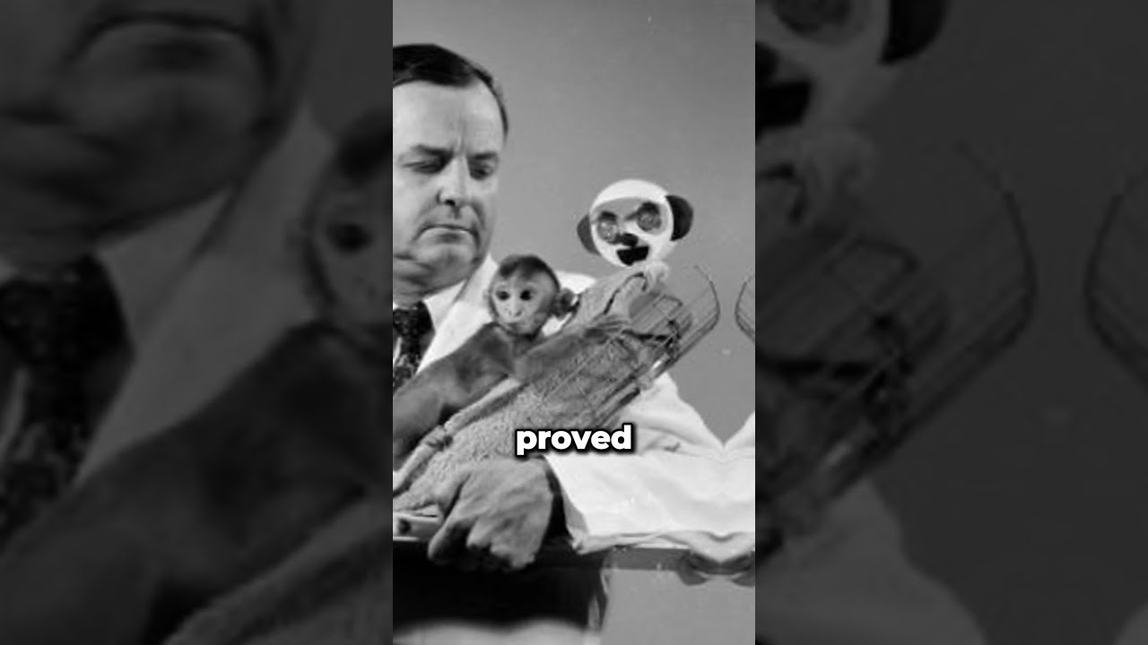 Monkey Attachment Experiment