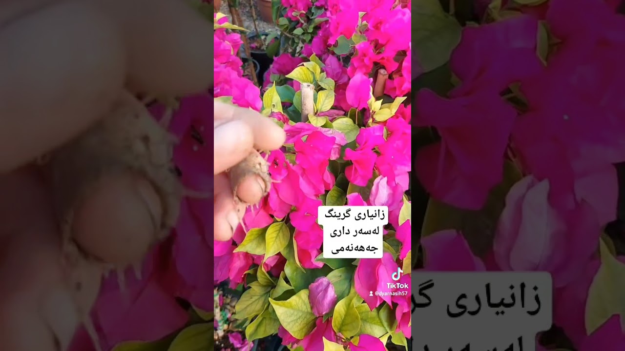 زانیاری لەسەر داری جەهەنەمی