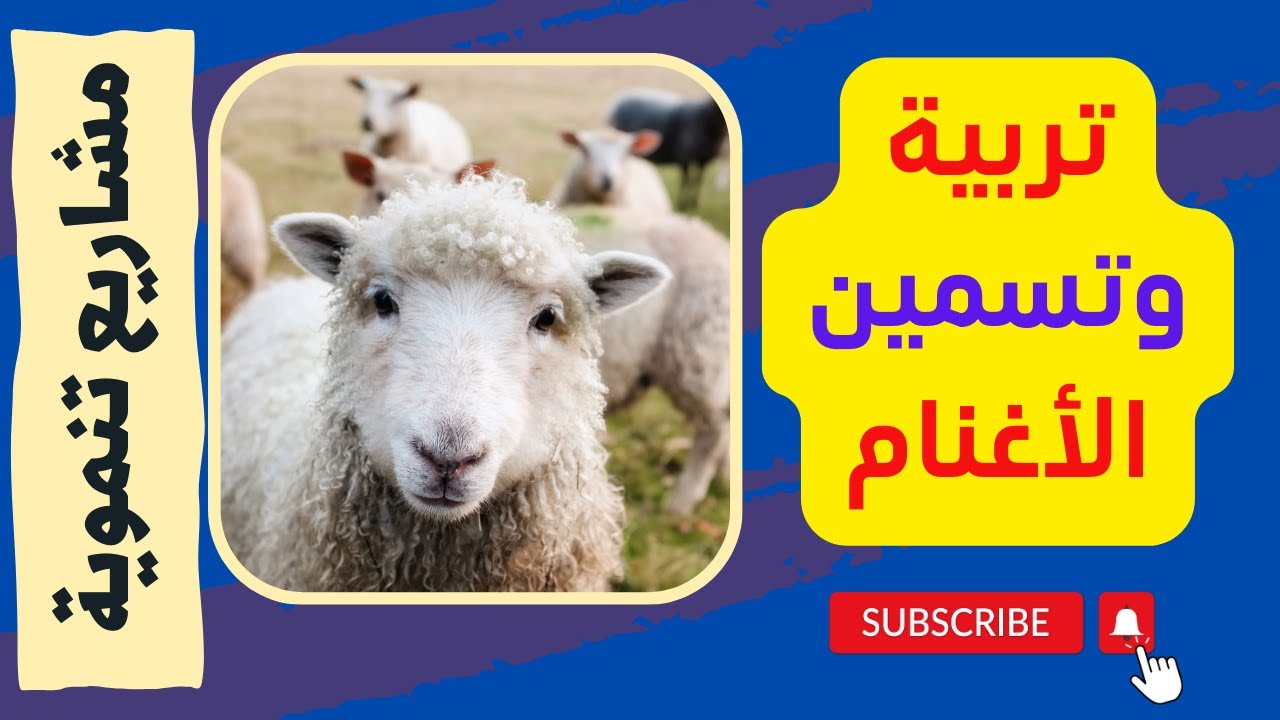 تربية وتسمين الأغنام