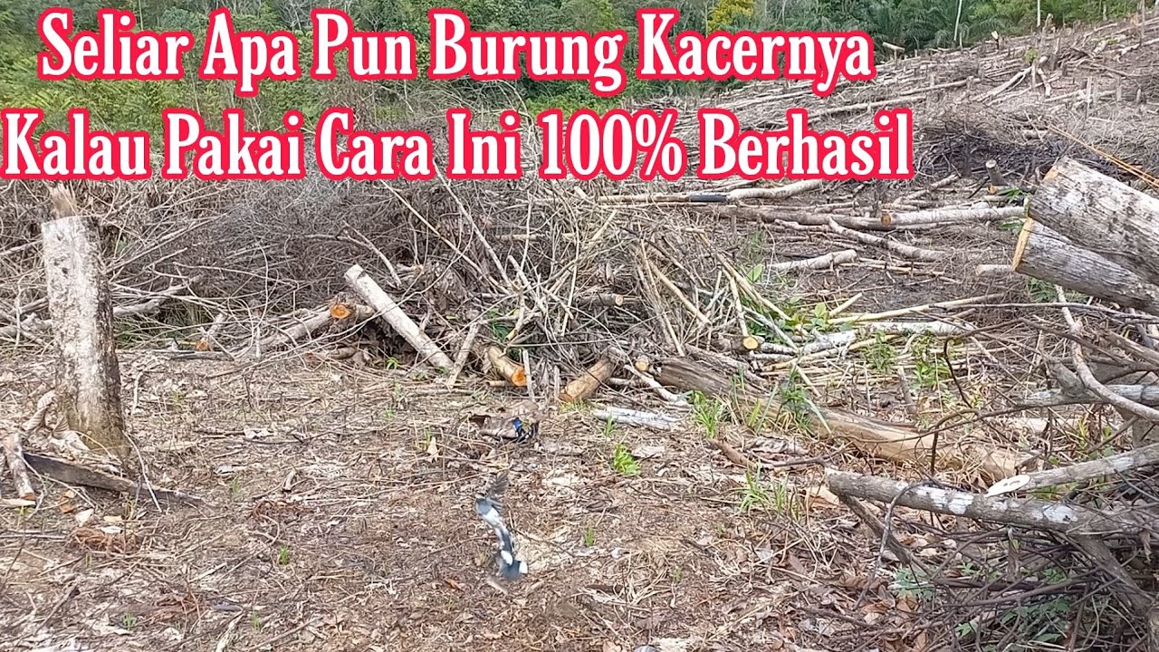 CARA JITU MIKAT KACER YANG SUDAH PERNAH DIPIKAT MENGUNAKAN LIDI TEGAK