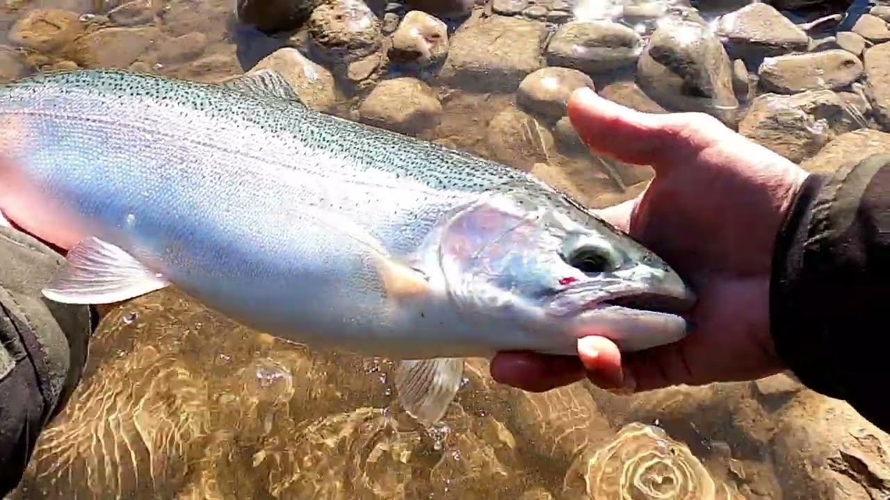 EP140 Fall Centerpin Float Fishing Beads for Steelhead Oct 2022