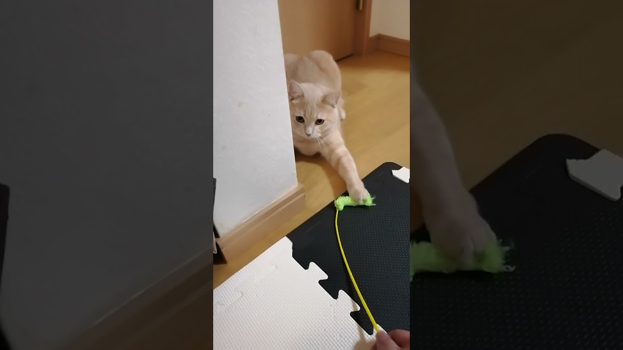 のってこない猫