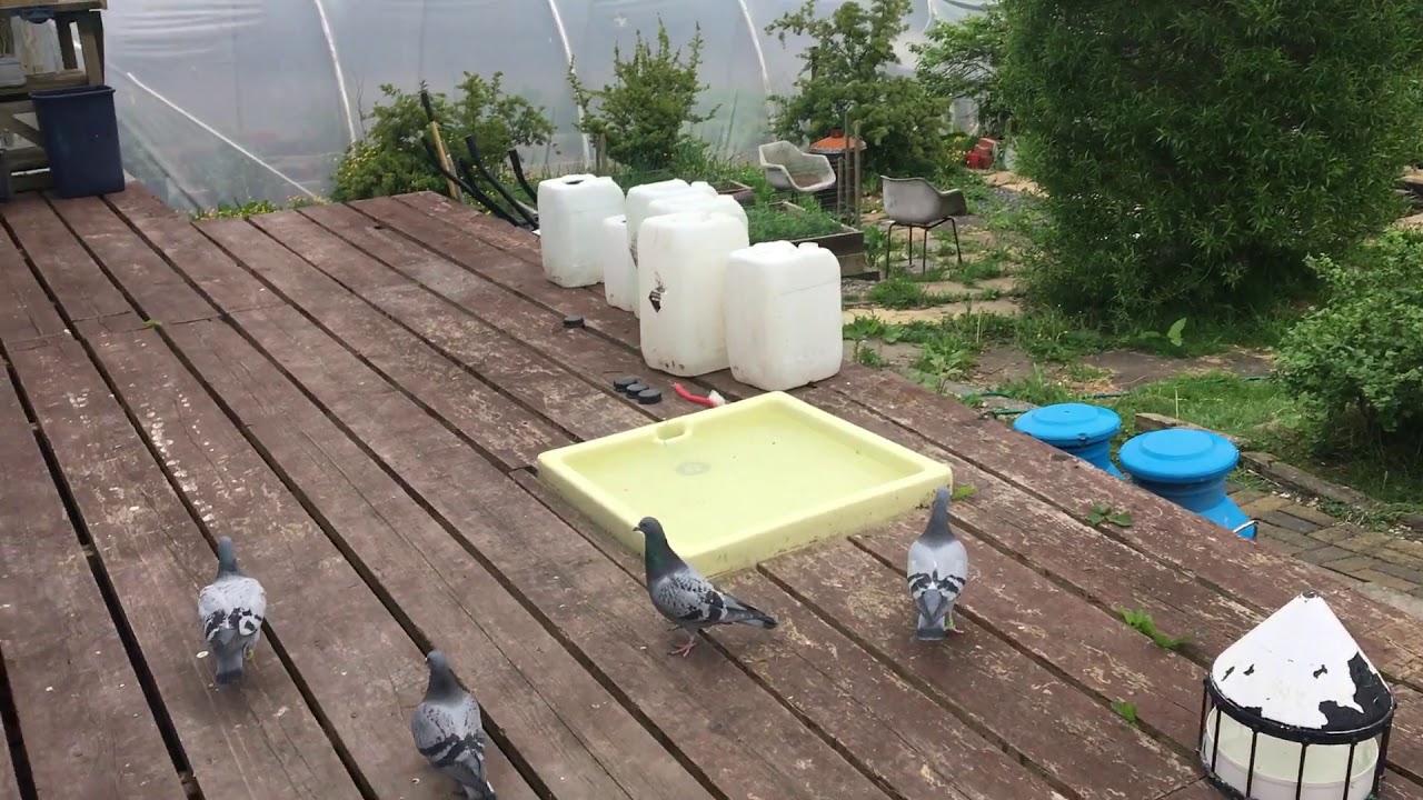 2018 Young Bird Loft Update 25 05 2018