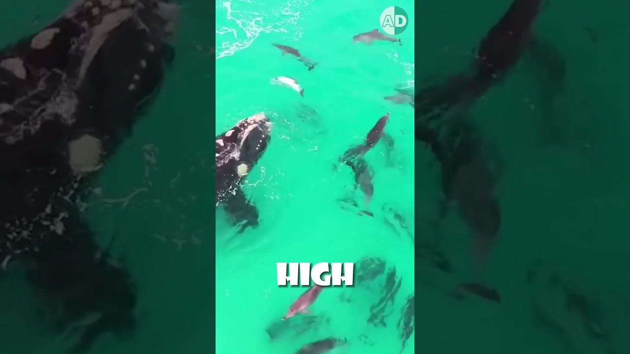 Orcas Stay Hydrated Without Drinking Saltwater! 🐳💧