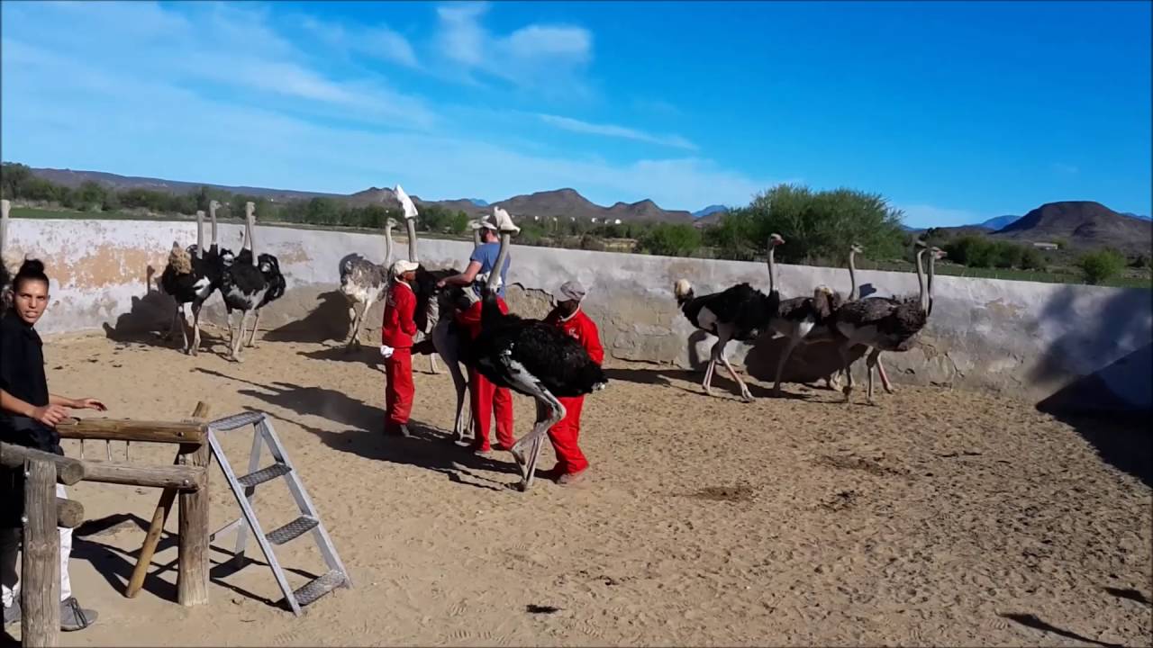 Ostrich Riding @Highgate Ostrich Show Farm Oudtshoorn, ZA