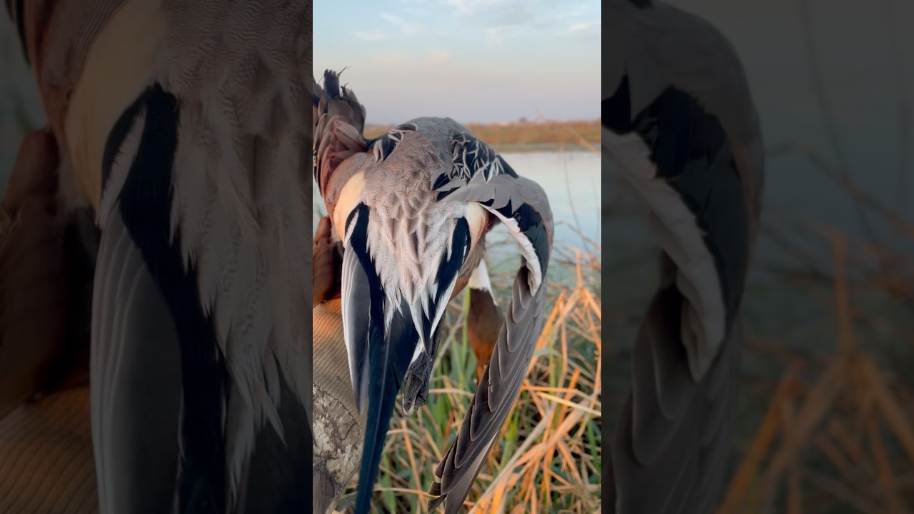 Beautiful northern pintail drake 🦆💯