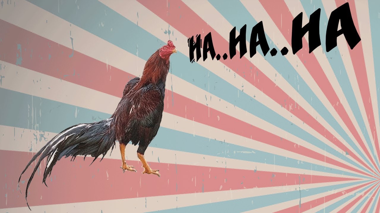 The Laughing Chickens - Try not to laugh!