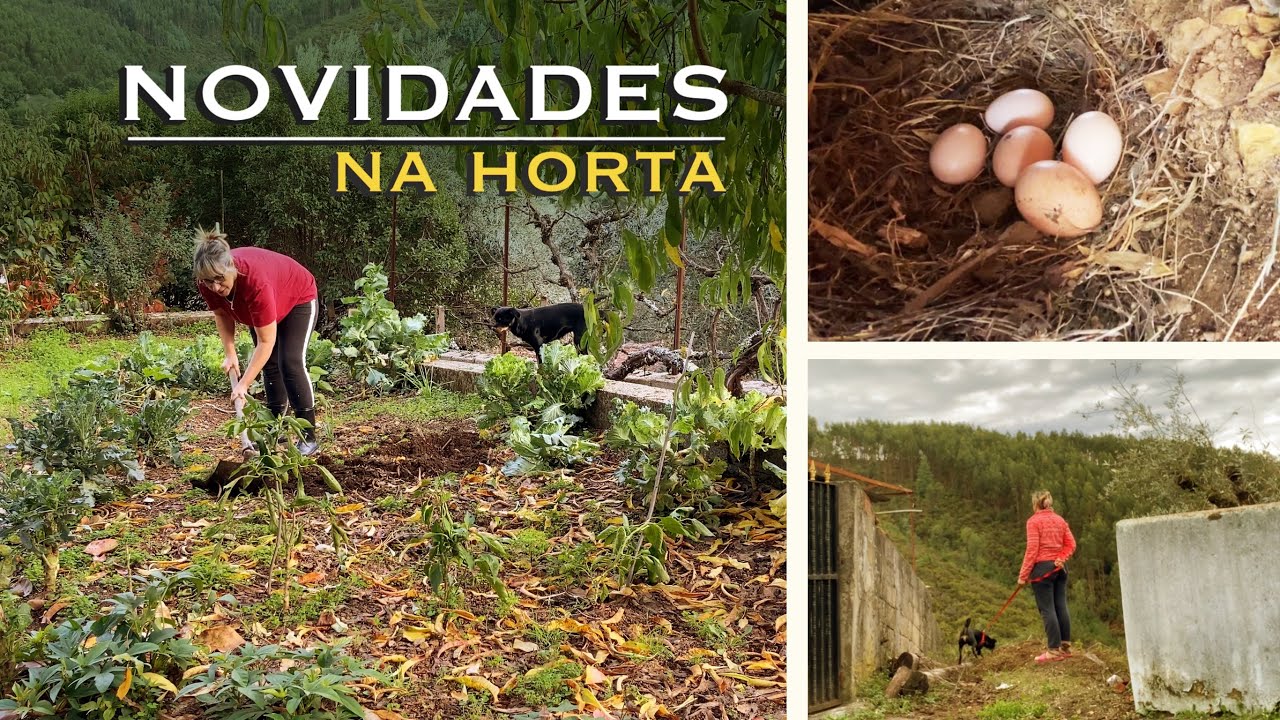 Novas plantas e mais uma renovação! | Vejam tantos ovos que as galinhas me dão 🐓😍 | vlog no campo 🌿