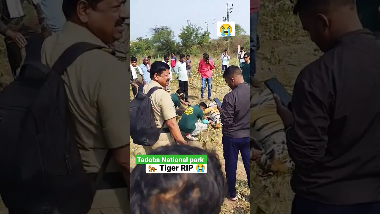 Very Sad ! Tiger Death in Tadoba National Park.😭😖.#shorts #video #viral
