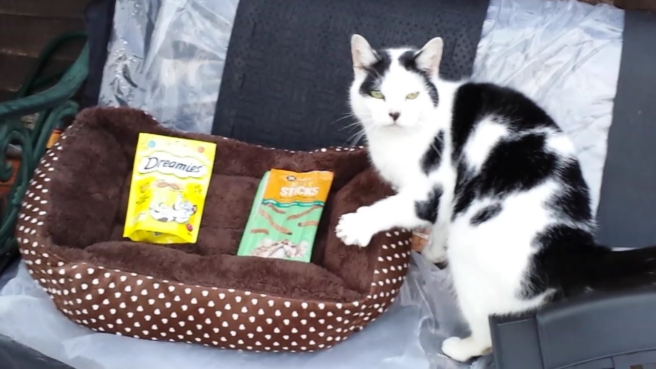 Homeless Cat Gets The Purrfect Christmas