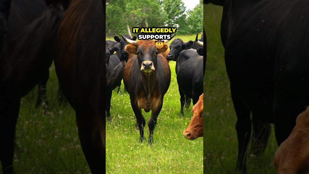 New Zealand's LARGEST Farm