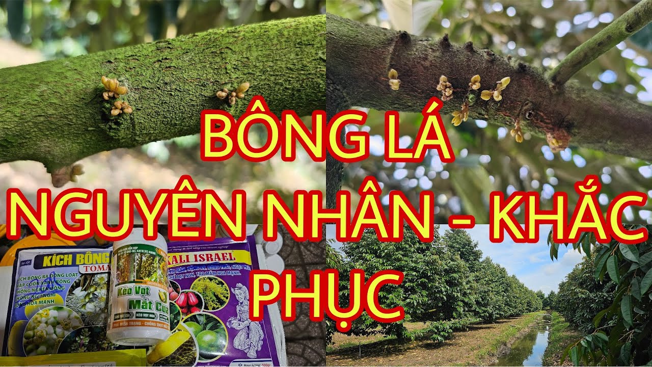 BÔNG LÁ, tại sao ra BÔNG LÁ? Nên làm gì tiếp theo?