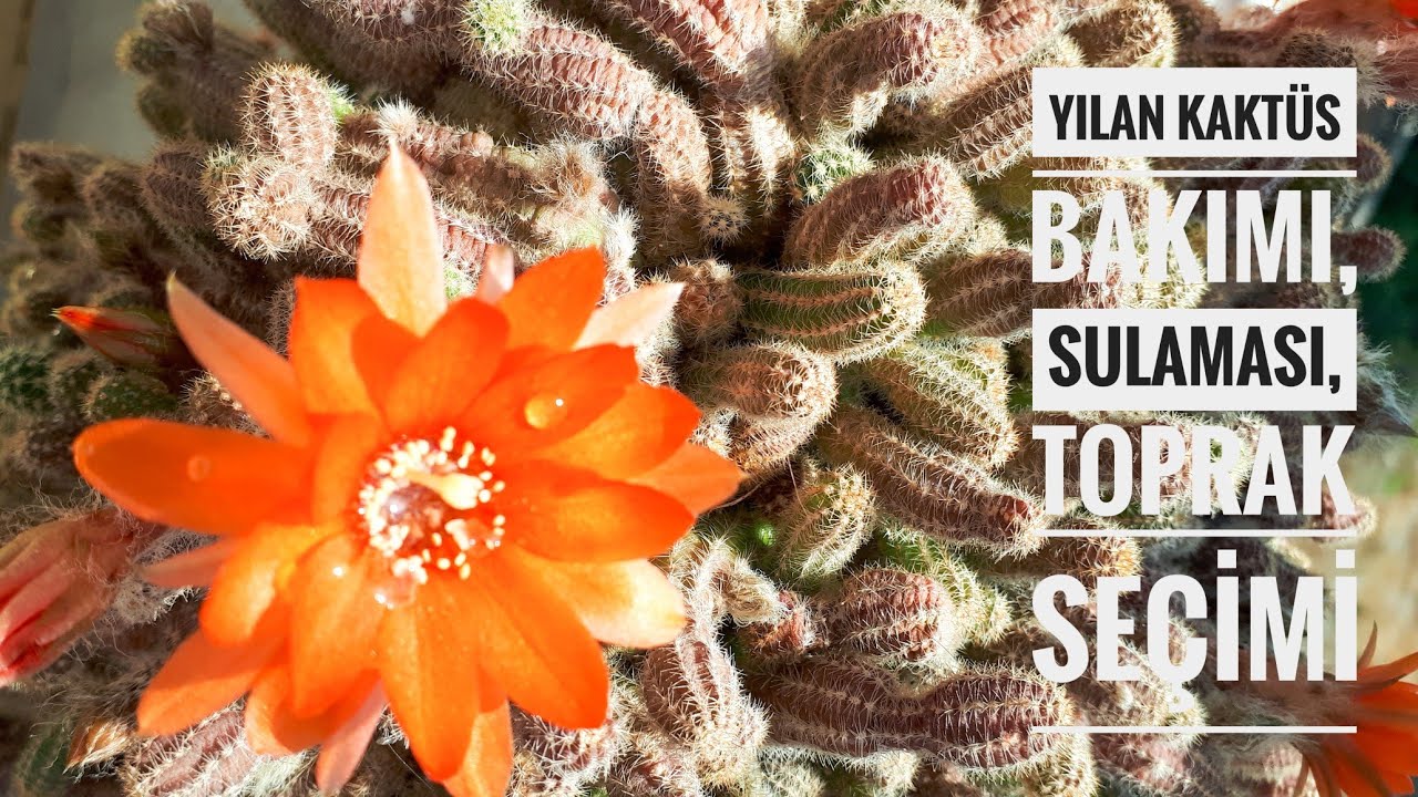 Yılan kaktüs (Chamaecereus silvestrii) (Echinopsis Chamaecereus) bakımı nasıl olmalıdır #yılankaktüs