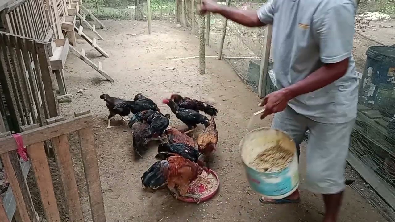 @usaha mandiri unggas, memberi makan sambil review ternak ayam kampung