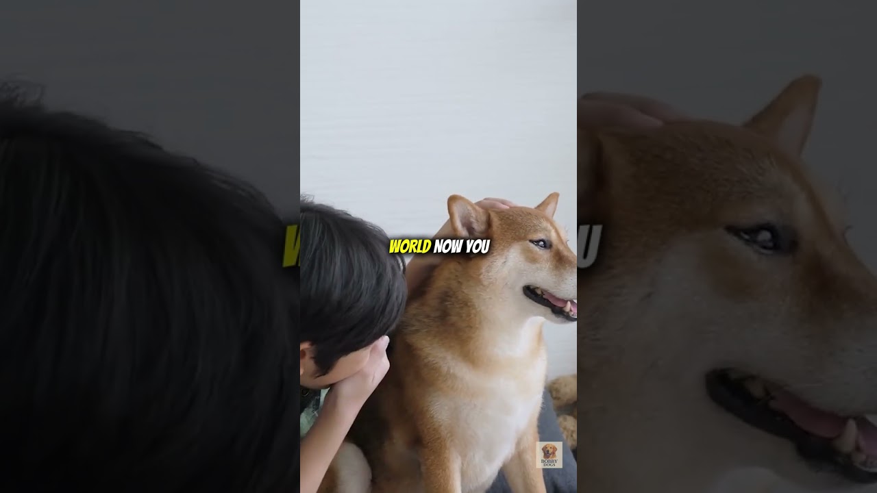 «Почему ваша собака следует за вами ВЕЗДЕ 🐶 (даже в туалет!) Настоящая причина растопит ваше сердце»