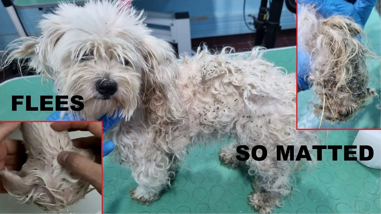 We Saved A Dog That Was Stuck In The Mud