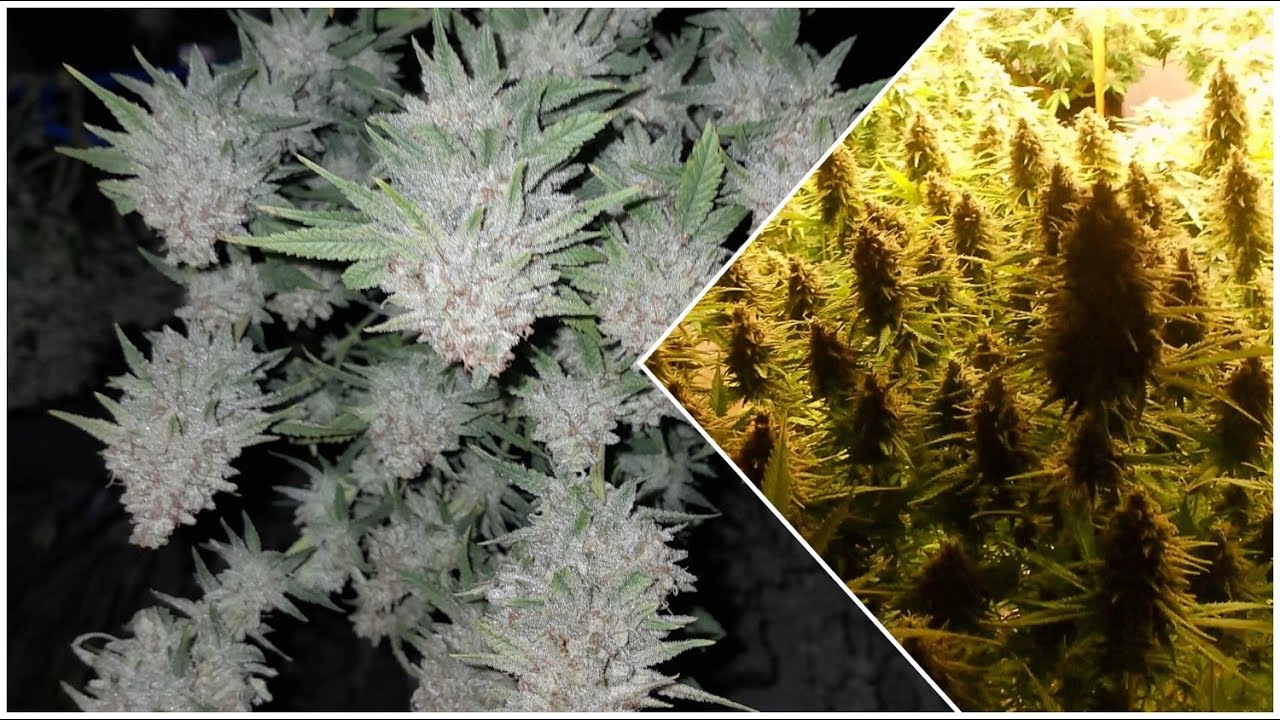 Harvest Day! Blue Dream & AK-47 Indoor Cannabis Grow