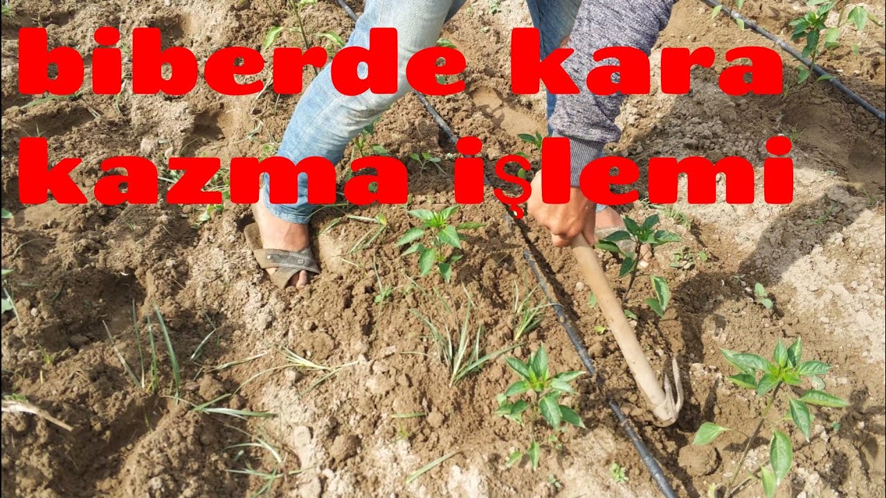 22 Biber yetiştiriciliği biber de kara kazma işlemi mersin tarsus baharlı köyü