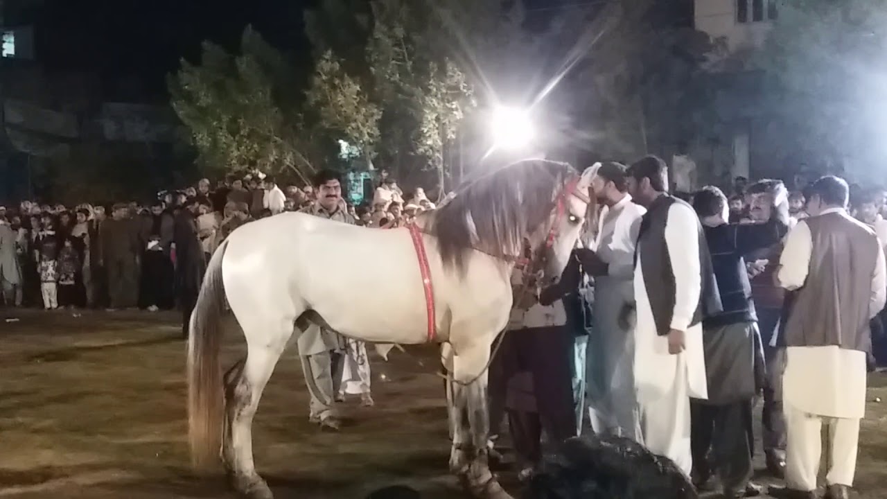 Horse Dance At Narang Mandi By Chaudhry Siddiqat Ali Dagra on Birthday Mula Ali