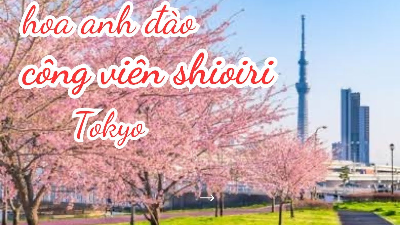🇯🇵Du lịch Nhật Bản:ngắm hoa anh đào CÔNG VIÊN SHIOIRI- Tokyo #japantravel #dulichnhatban