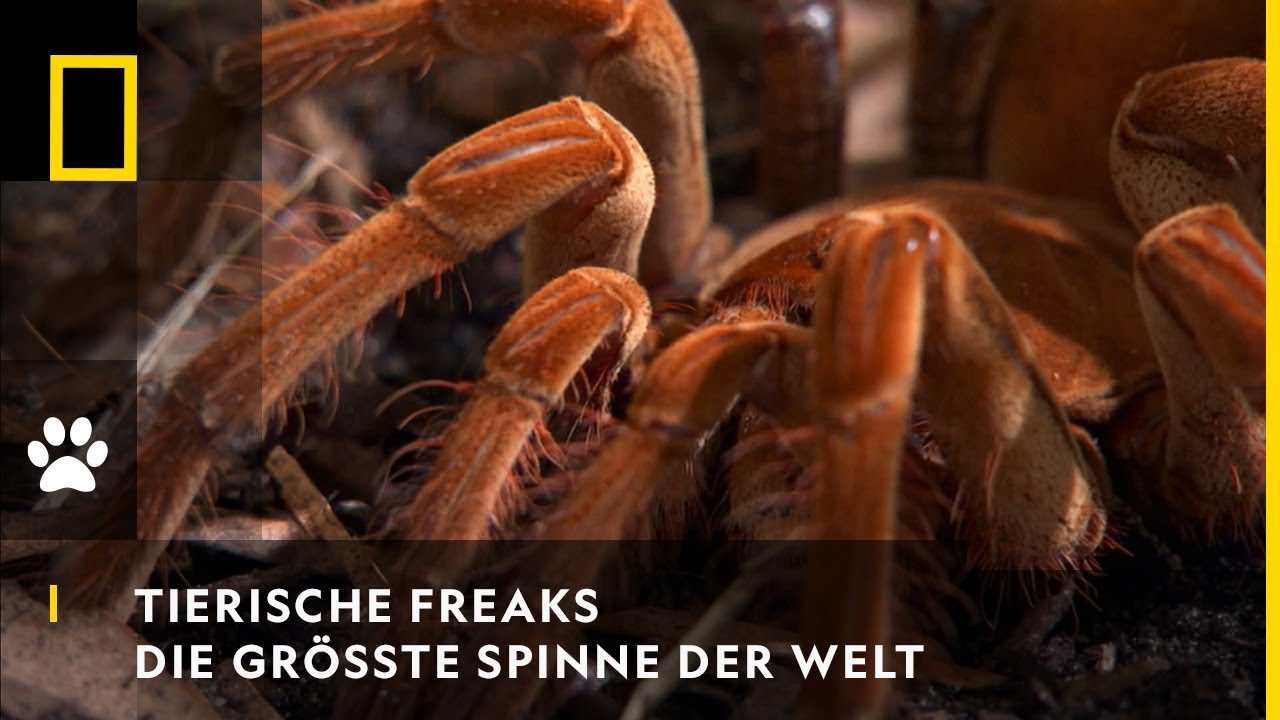 TIERISCHE FREAKS - Die gr&ouml;&szlig;te Spinne der Welt | National Geographic
