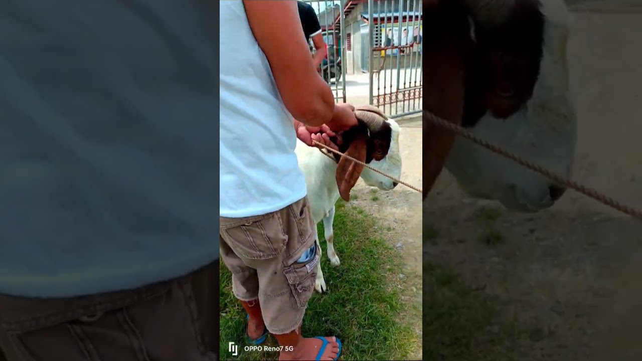 Alyas Pogi si Boer goat 