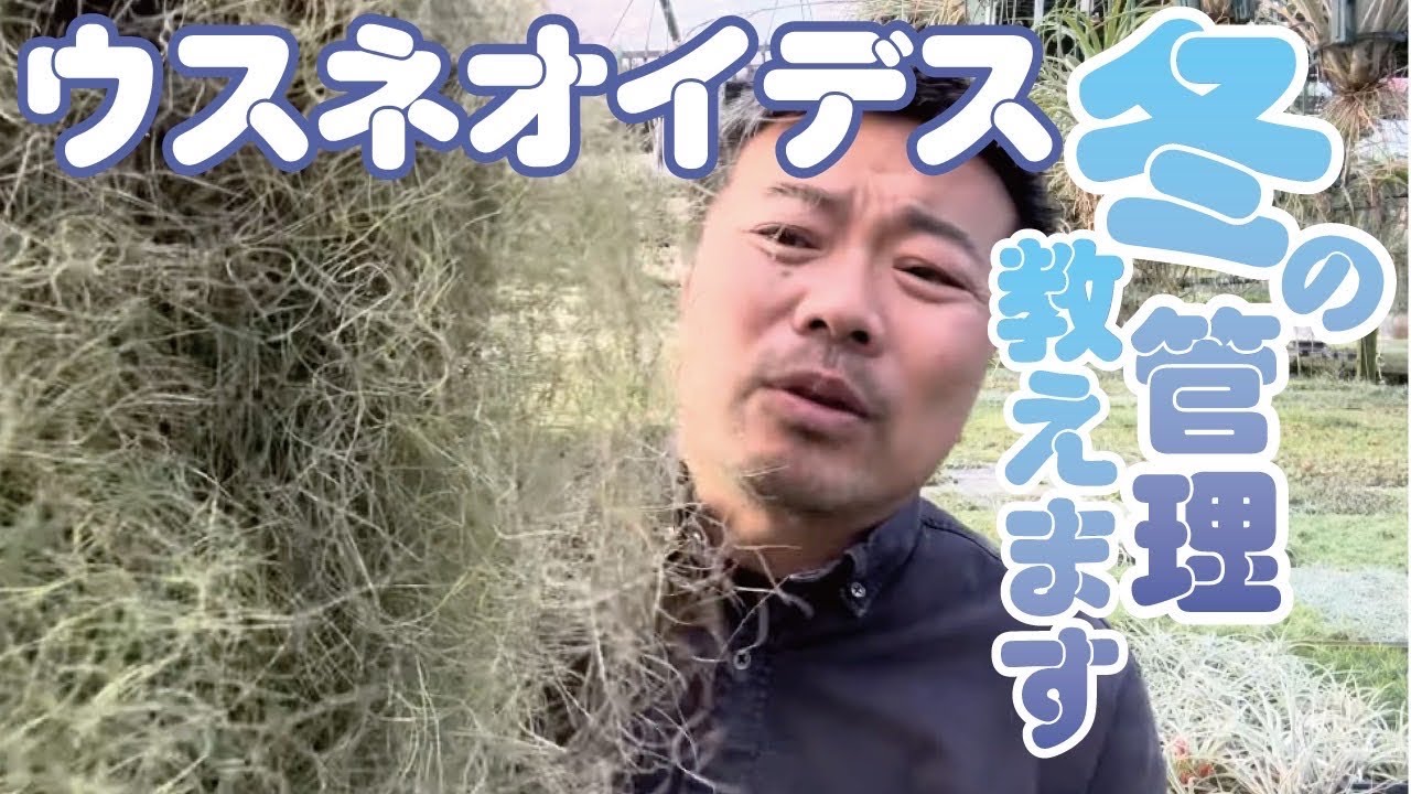 ウスネオイデス冬の管理を解説　#エアプランツ #Tillandsia #ウスネオイデス #観葉植物 #育て方