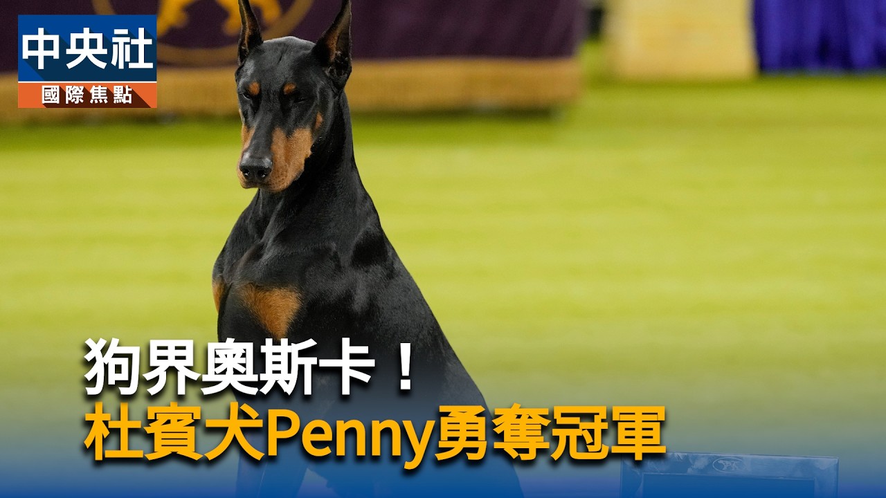 狗界奧斯卡！西敏寺犬展杜賓犬Penny奪冠  登上狗界巔峰｜中央社影音新聞