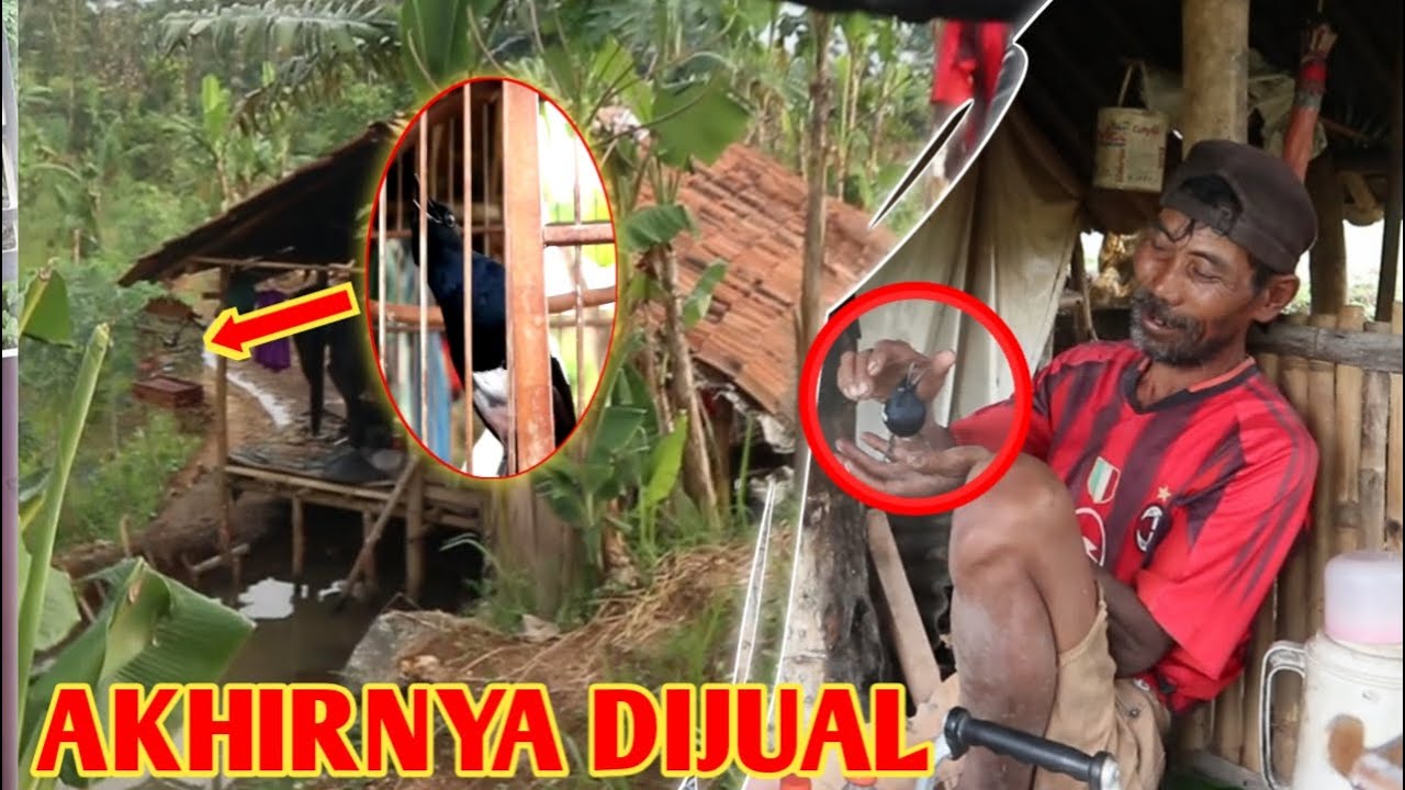 DilUar DugAan - terSimpAn BurUng mEwah Di SiNi || CaLon Juara