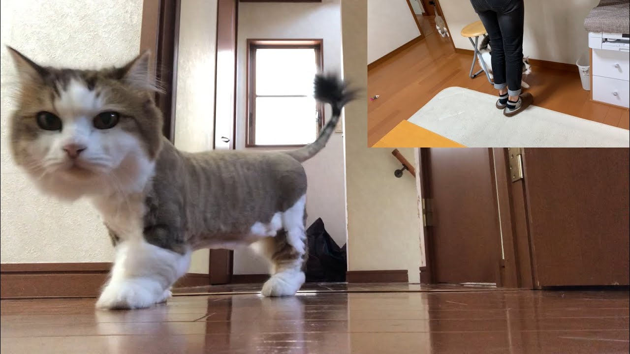 おやつを嗅ぎ分ける耳がスゴい猫
